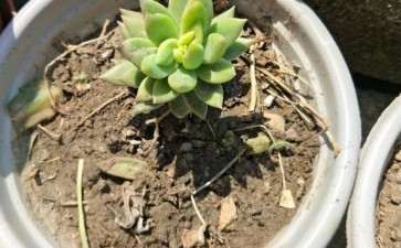 去年夏季3.6元买的10个多肉 图片