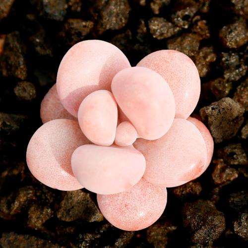 桃蛋多肉又死了几十颗