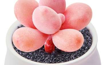 为什么夏天 桃蛋多肉又死了几十颗