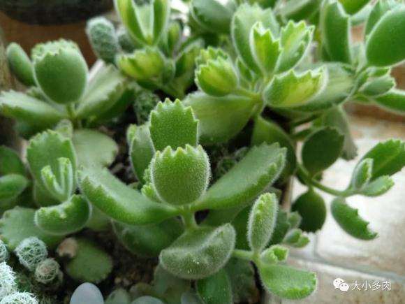 多肉怎么安全度夏 把握控水