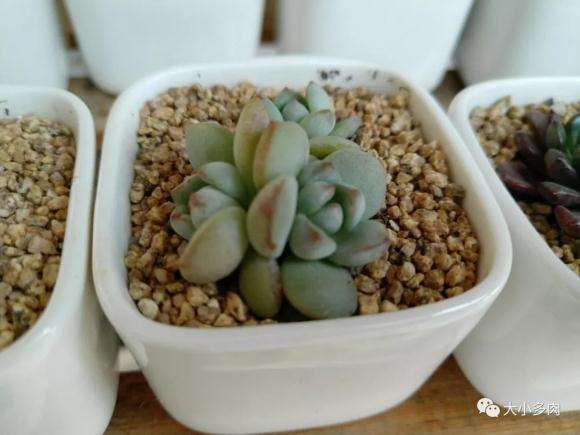 多肉怎么安全度夏 把握控水
