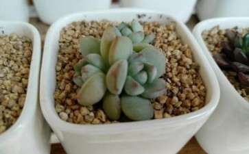 多肉怎么安全度夏 把握控水 图片