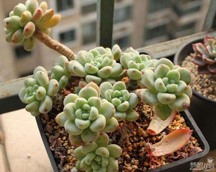 怎么判断给多肉植物浇水