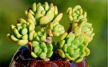 怎么判断给多肉植物浇水的3个方法