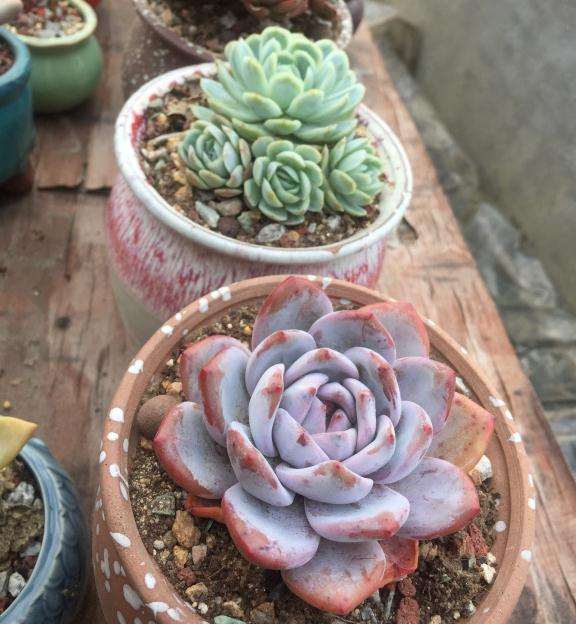 夏天阳台多肉几乎全军覆没