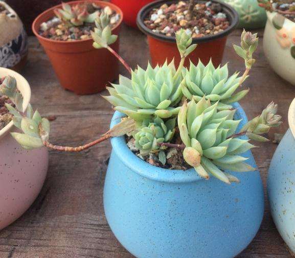 阳台多肉几乎全军覆没