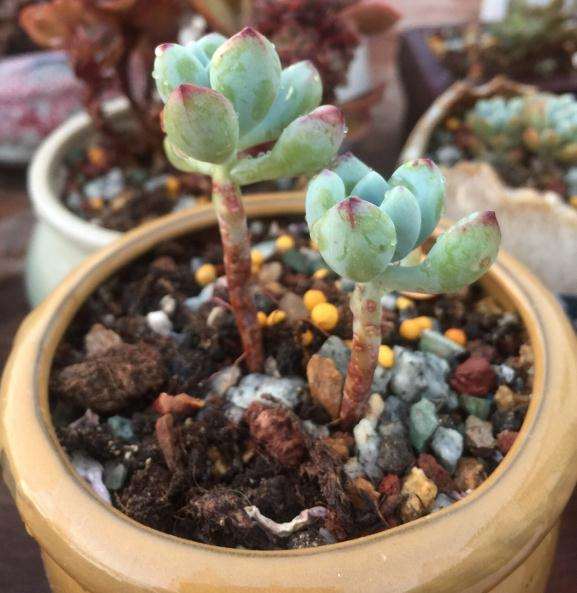 阳台多肉几乎全军覆没