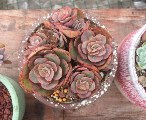 阳台多肉几乎全军覆没