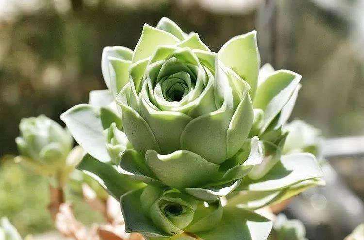 夏天多肉用遮阳网