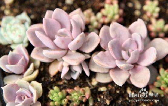 夏天多肉用遮阳网