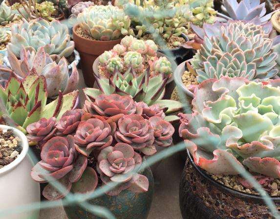 为什么夏天多肉一定要遮雨