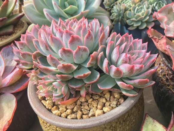 为什么夏天多肉一定要遮雨