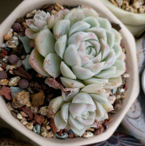 为什么夏天多肉一定要遮雨