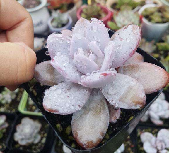 为什么夏天多肉一定要遮雨