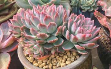 为什么夏天多肉一定要遮雨 图片