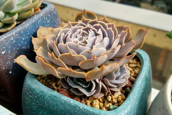 今年试试在楼顶 多肉度夏 看怎么样