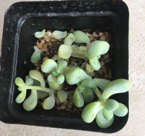 夏季多肉3天浇水1次吗