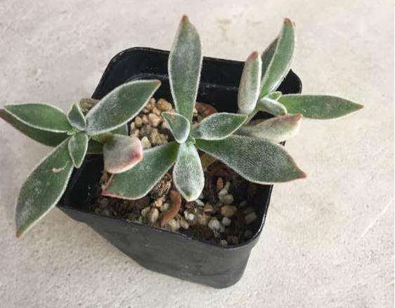 夏季多肉3天浇水1次吗