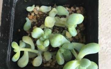 夏季多肉3天浇水1次吗 你想死啊