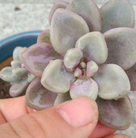 夏季高温怎么预防多肉晒伤的方法