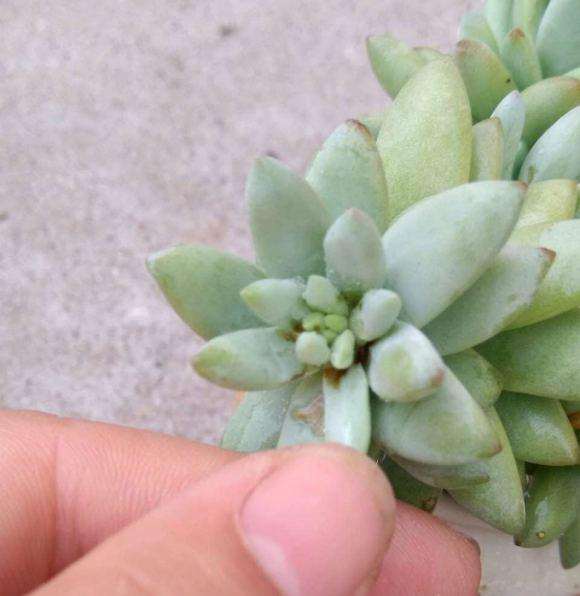 夏季高温怎么预防多肉晒伤的方法