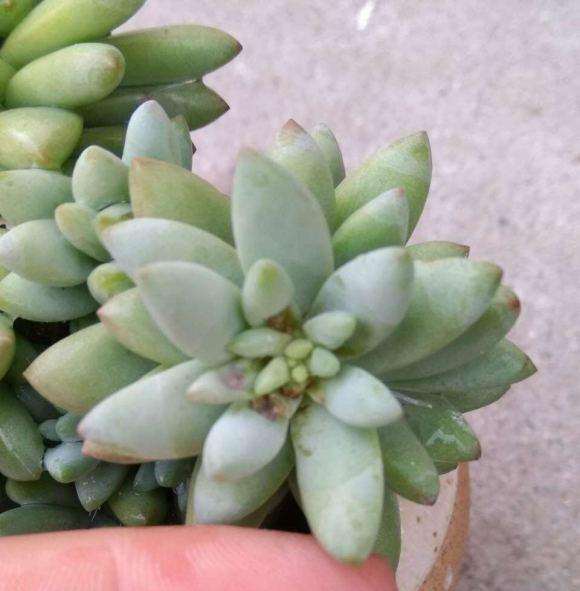 夏季高温怎么预防多肉晒伤的方法