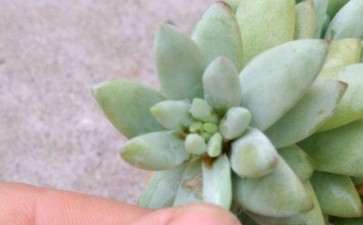 夏季高温怎么预防多肉晒伤的方法