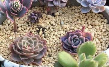 多肉真的可以脱土度夏 怎么办 图片