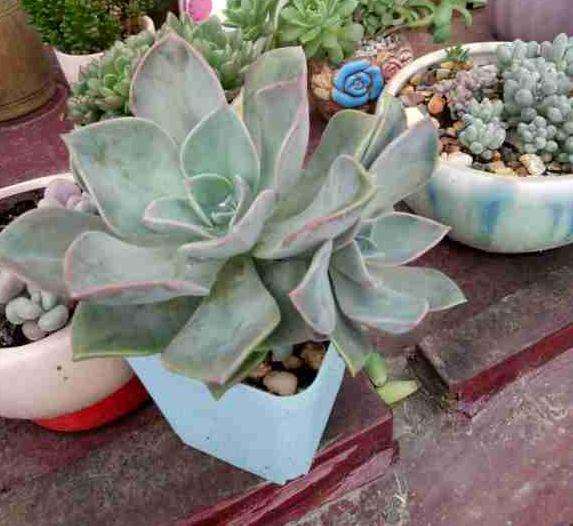 为什么多肉一到夏天就绿成菜