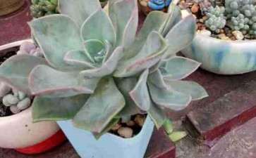 为什么多肉一到夏天就绿成菜