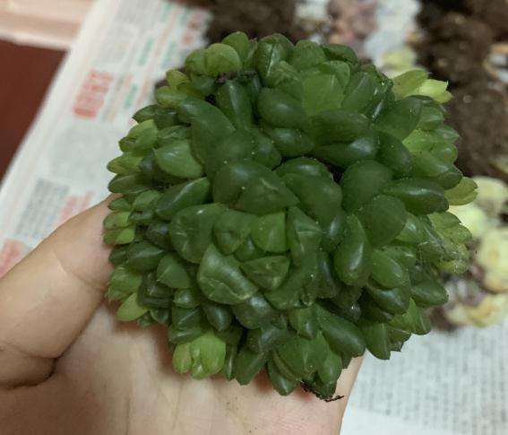 夏季多肉开箱 上图片