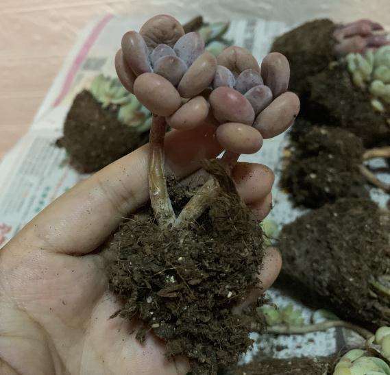 夏季多肉开箱 上图片