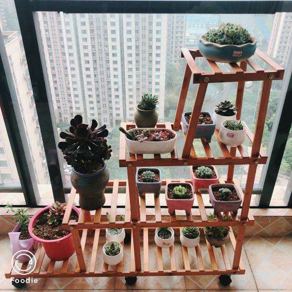 夏天到了 适合入手多肉吗