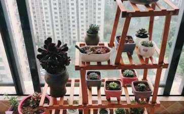 夏天到了 适合入手多肉吗 图片