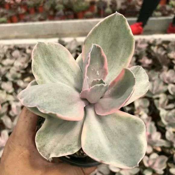 夏天多肉放在阳台的哪边比较好