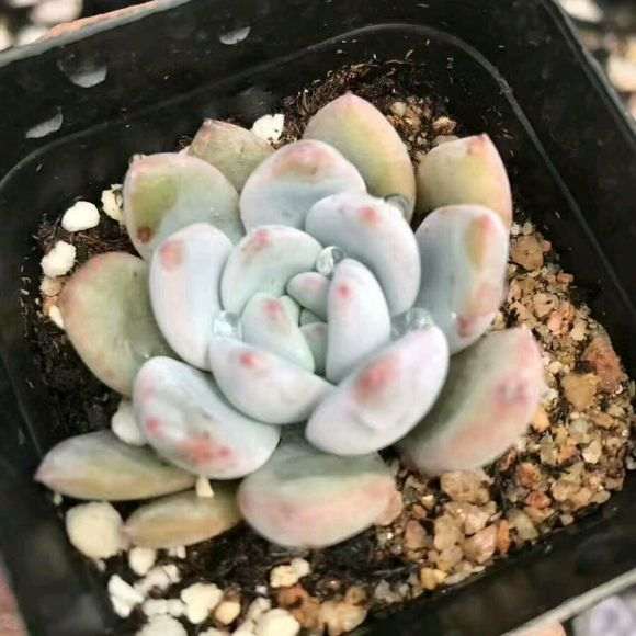 夏天多肉放在阳台的哪边比较好