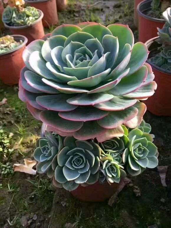 夏天多肉放在阳台的哪边比较好