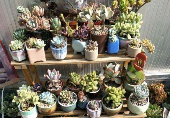 夏天多肉不遮阳不遮雨