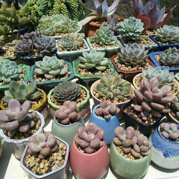 夏天多肉不遮阳不遮雨