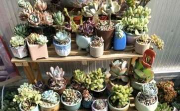 夏天多肉不遮阳不遮雨 全露养 图片