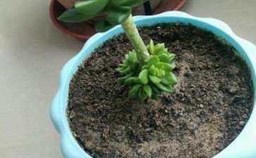 夏天多肉放在阴面养可以么 图片