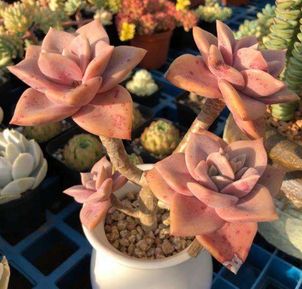 夏季露养的多肉 怎么浇水