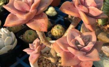 夏季露养的多肉 怎么浇水 比较好