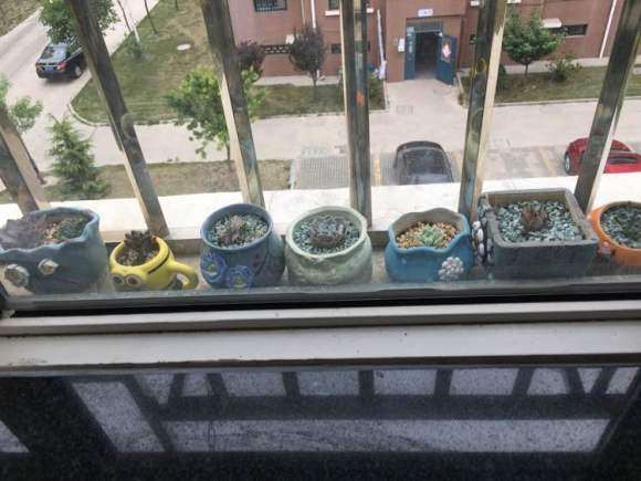 夏天这种环境露养多肉可以吗