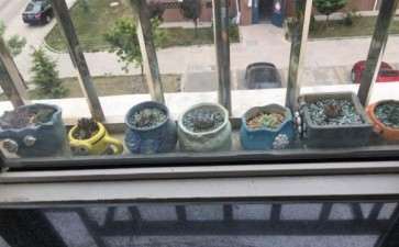 夏天这种环境露养多肉可以吗