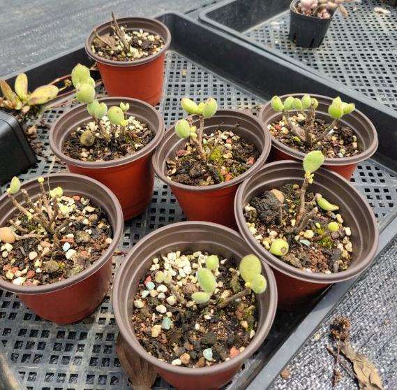 有哪些不适合夏天露养的多肉