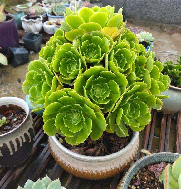 有哪些不适合夏天露养的多肉