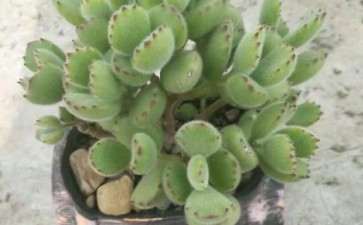 有哪些不适合夏天露养的多肉