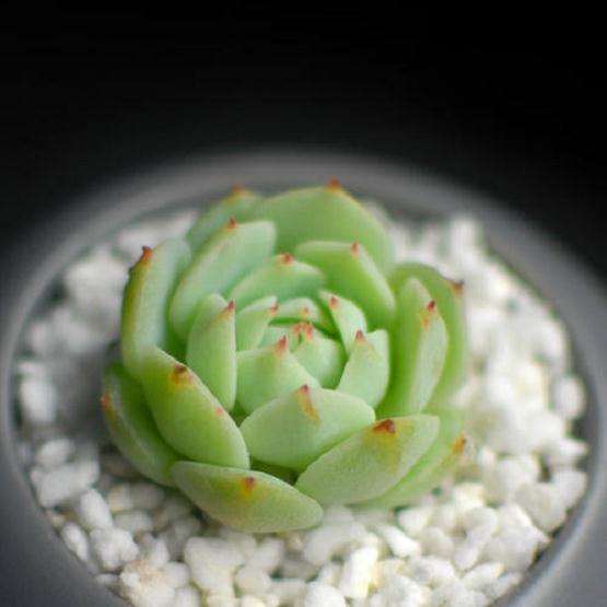 夏天必死多肉之静夜