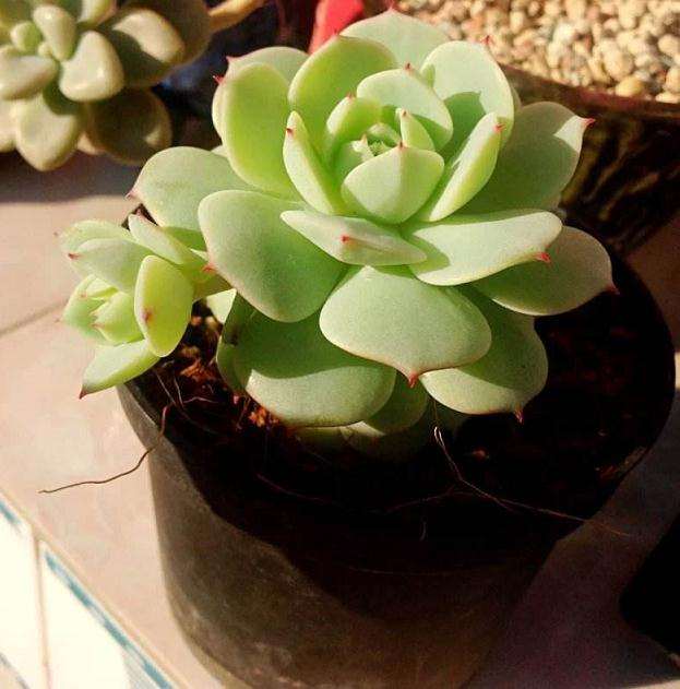 夏天必死多肉之静夜